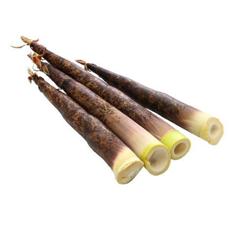 Full-Sized Bamboo Shoot
