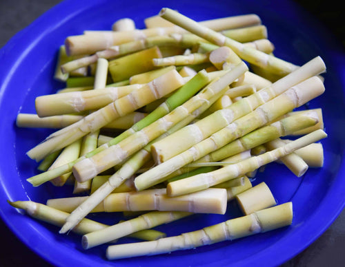 Full-Sized Bamboo Shoot